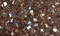 Reflective Crushed Glass Copper